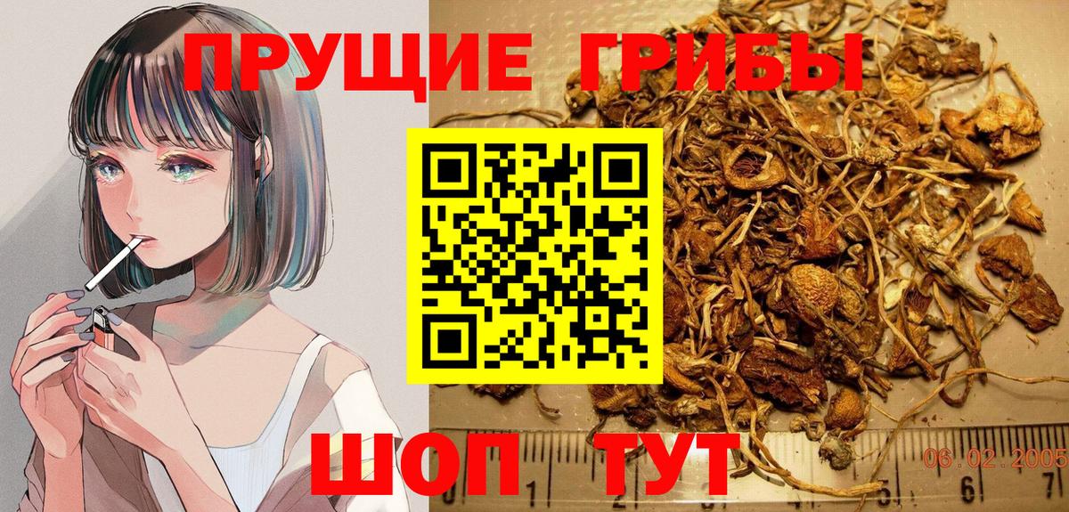 Галлюциногенные грибы Psilocybe  Вход с VPN  Бузулук 